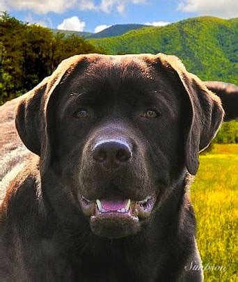 Use the options below to find your perfect canine companion! English Mountain Labradors - Home