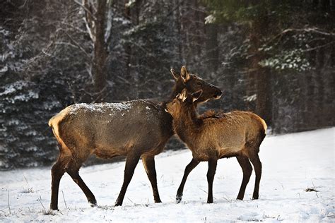 Mother Elk Her Calf Hug Snow Wildlife Free Nature Pictures By