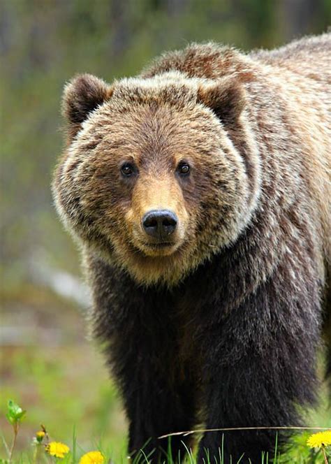 Grizzly Bear Portrait Wildlife Photography Bear Fine Art Etsy
