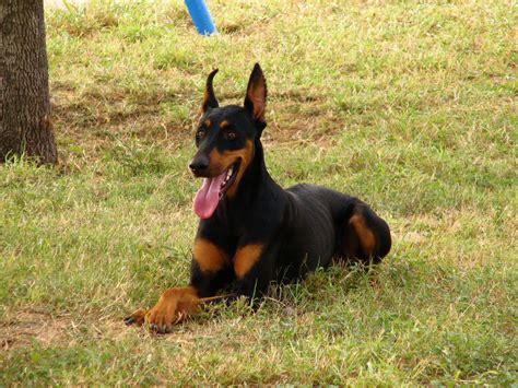 Hot promotions in doberman puppy on aliexpress: Doberman Pinscher Dog Breed Information - All About Dogs