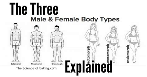 male of female the three body types explained healthy beat