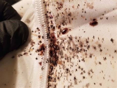 What Is The Best Pest Control For Bed Bugs Exterminatorhouston Bed