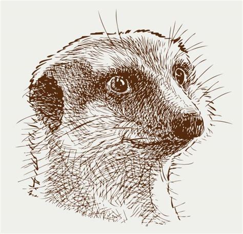 Royalty Free Mongoose Clip Art Vector Images And Illustrations Istock