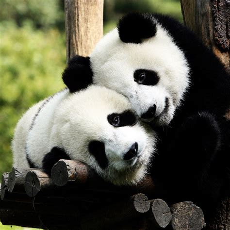 Panda Bears In Love Ipad Wallpapers Free Download