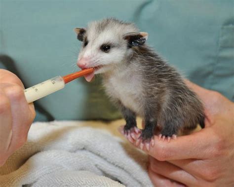 It is extensively distributed in ethnic areas in which. Orphaned Opossum Finds a Happy Home - ZooBorns