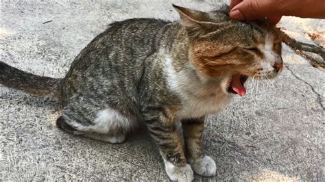 Friendly Cat Meowing Loudly Wants Only Love And Affection Kucing