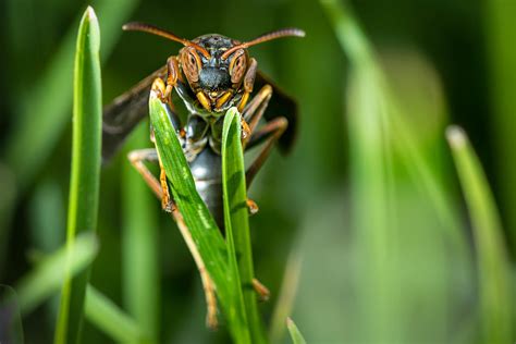 Northern Paper Wasp James Collins Photography