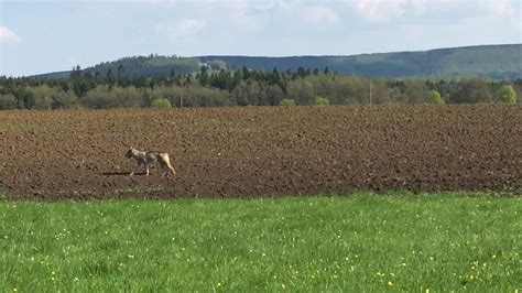 Der Wolf Lebensraum Und Lebensweise