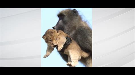 Baboon Grooms Little Lion Cub In South Africas Kruger Park