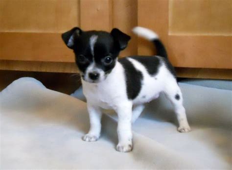Jack Russell Chihuahua Mix Puppies Black And White Pets Lovers