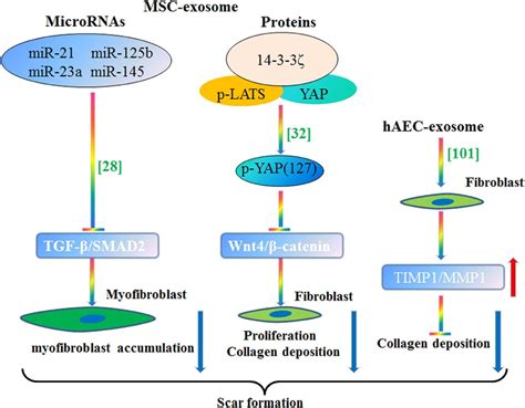 Msc Exosome A Novel Cell Free Therapy For Cutaneous Regeneration