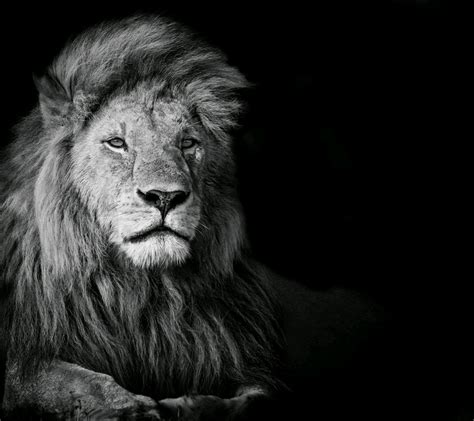 Download Black And White Lion Wallpaper Gallery