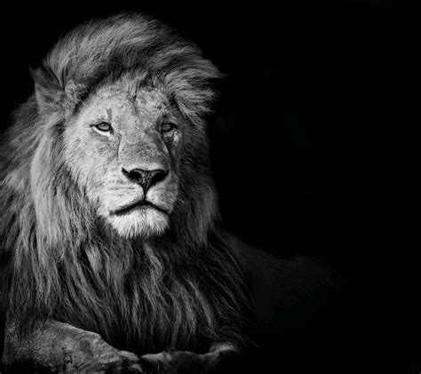 Lion wallpaper black and white 50 images backgrounds hd wallpapers is a free app that has a large collection of hd. Download Black And White Lion Wallpaper Gallery