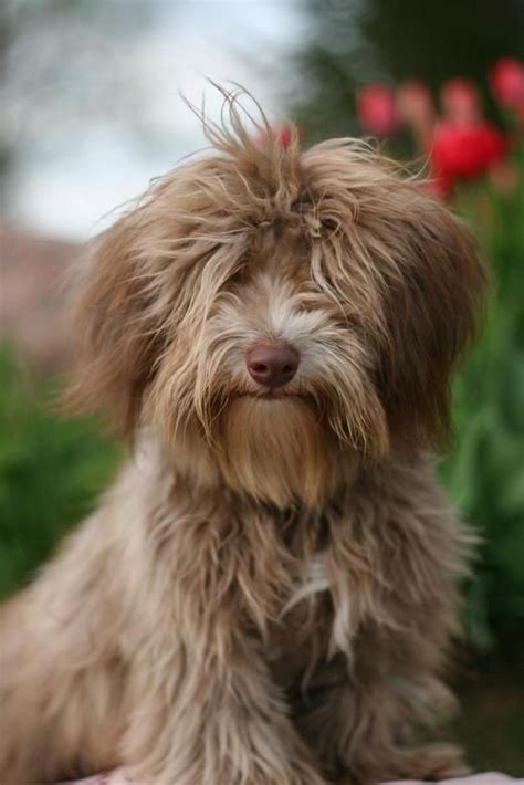 21 видео 2 487 просмотров обновлен 11 дек. Moors Havanese males | Havanese puppies, Havanese ...