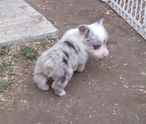The welsh corgi is a loving and affectionate breed who will be a puppy at heart for its entire life. handsome blue merle corgi. Z | Blue merle corgi, Merle ...