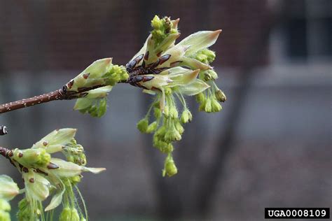 Sugar Maple Acer Saccharum