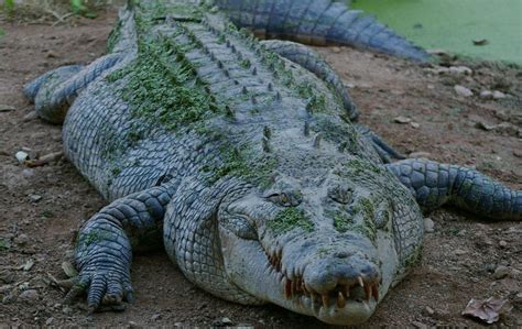 Výsledek Obrázku Pro Giant Crocodile Animals Live In Water Animals