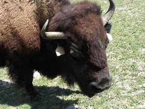 Image result for buffalo bud