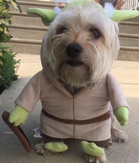 Yoda Dog Costume Inspired By Star Wars Dog Costume Halloween Uk