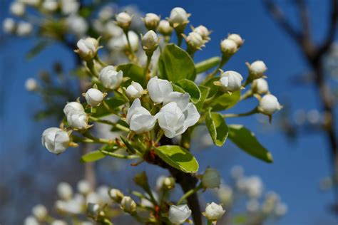 Bezplatný Obrázek Větev Flora Strom Květ Závod List Příroda Sezóny