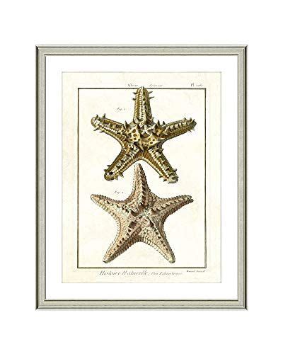 Vintage Coastal Print Starfish Of The Deep Giclee Quality Framed