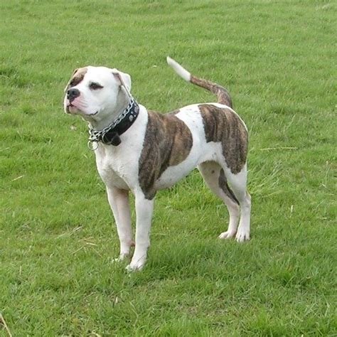 They were primarily bred for looks and guard dog ability. American Bulldog (Canis Lupus) | AZAnimals.com