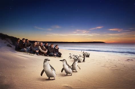Australias Phillip Island Naturally Beautiful Trailfinders