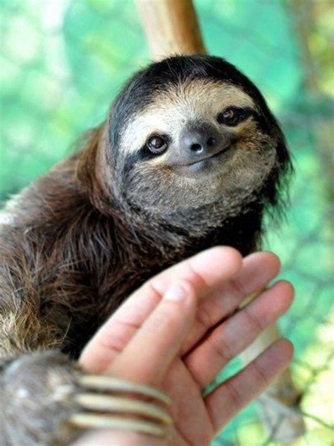 I Want To Hold Your Hand Cute Animals Cute Baby Sloths
