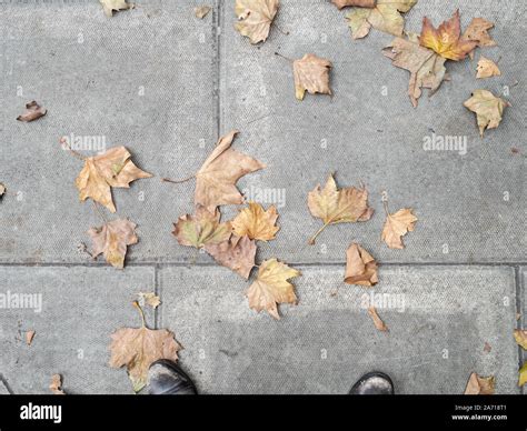 Pavement Autumn Leaves Hi Res Stock Photography And Images Alamy