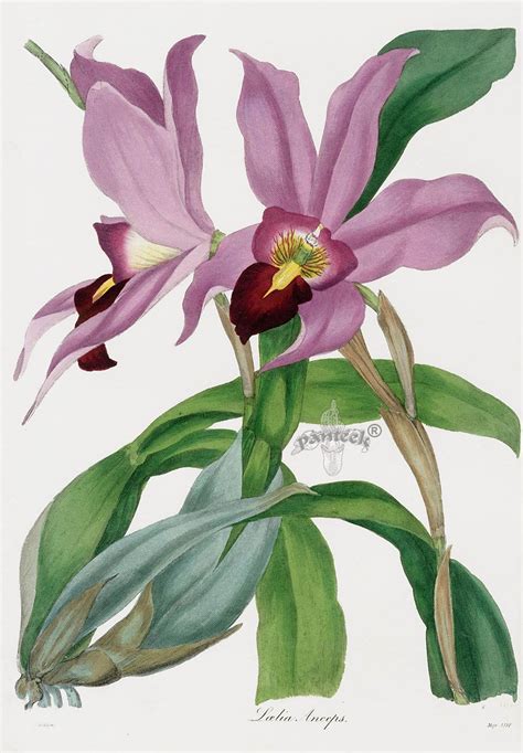 Joseph Paxton Orchid Prints 1834 Antique Botanical Print Botanical