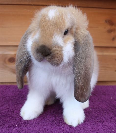 Image Result For French Lop Rabbit For Sale Rabbits For Sale French