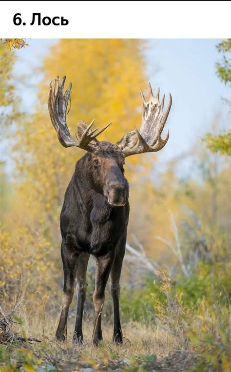 Moose Pics Moose Pictures Moose Deer Bull Moose Animal Pictures