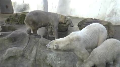 ijsbeer oma huggies nimmt ein bad im ouwehands dierenpark in rhenen youtube