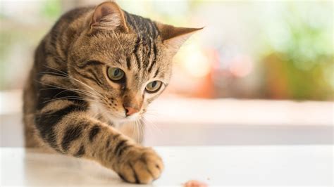 Generally, cats are predator and rabbits are prey so: Bed Bugs on Cats: Do Bed Bugs Bite Cats? - Pest Samurai