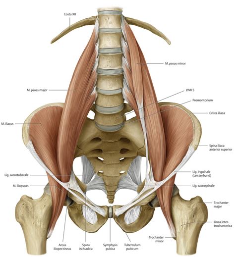 Thieme medical publishers | thieme germany. Hüfte (Anatomie) - eRef, Thieme