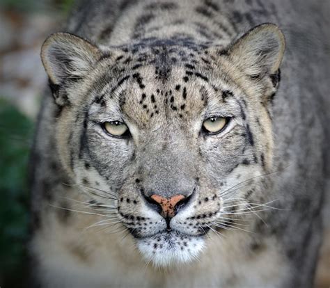 17 Best Images About Snow Leopard On Pinterest Image Search Big
