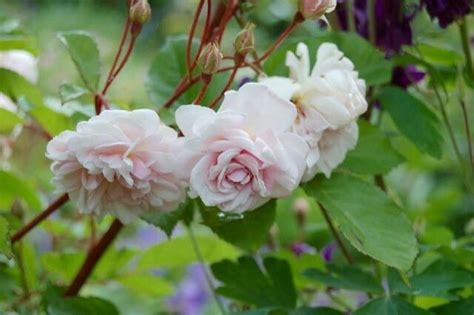 Rosa Marie Pavić Cabbage Roses Marie Plants Flowers Rich Rose