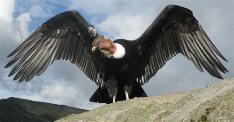 Andean Condor Largest Bird Of Prey World Birds