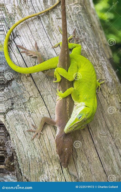 Green Anoles Mating Stock Photo 159616122