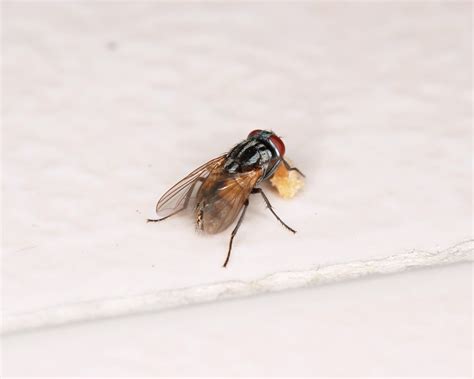 House flies on shrimp the dirty food contamination hygiene concept / fly on food. Flies - Why You Don't Want Them Anywhere Near Your Food ...