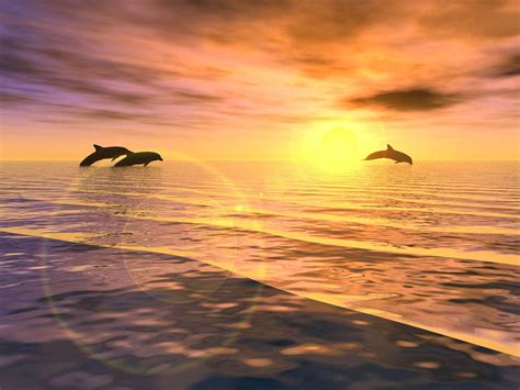 Free Dolphin Wallpapers For Desktop Wallpaper Cave