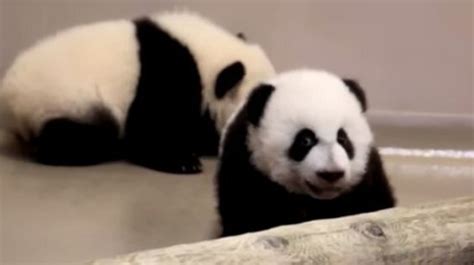 Les Bébés Pandas Du Zoo De Toronto Ont Désormais Un Nom Huffpost