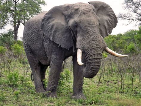 African bush elephant Images