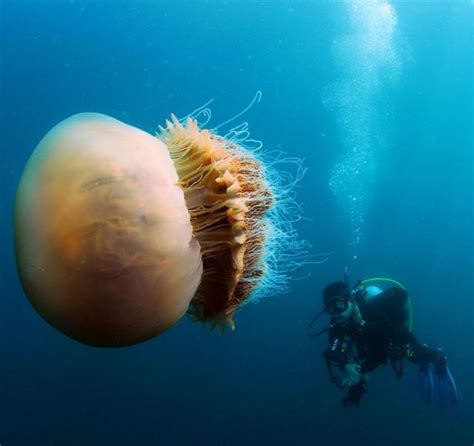 Lions Mane Jellyfish Facts Size Weight Lifespan Pictures