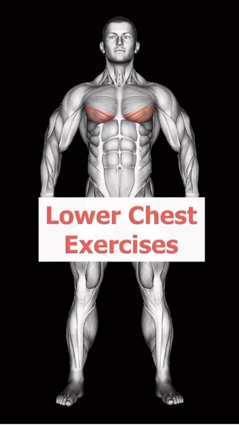 The Only 3 Lower Chest Exercises You Need For Rounded Pecs Lower