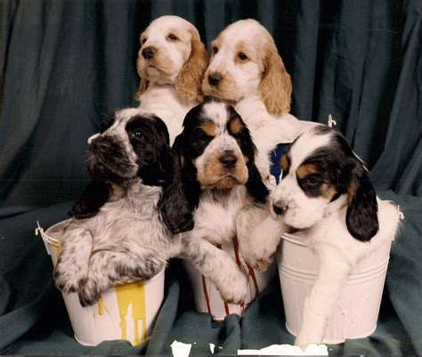 The cost to buy an english cocker spaniel varies greatly and depends on many factors such as the breeders' location, reputation, litter size, lineage of the puppy, breed popularity (supply and demand), training, socialization efforts, breed lines and much more. parti colors! | Cocker spaniel dog, Puppies, Cocker spaniel