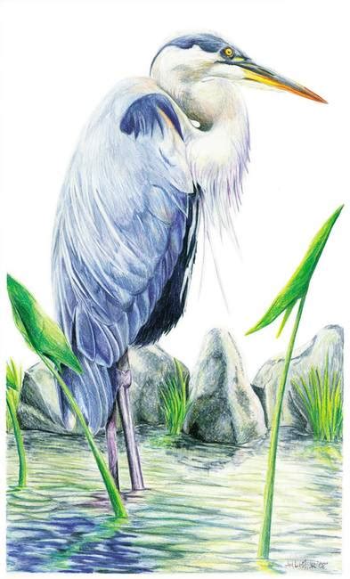 Stunning Great Blue Heron Pencil Drawings And Illustrations For Sale