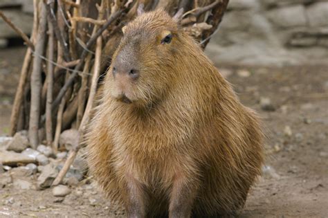 filecapybara jpg