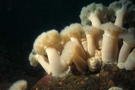 10 Weirdest Underwater Plants Ever Discovered Steamdaily