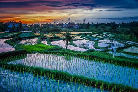 Sunset Over Paddy Fields Bali